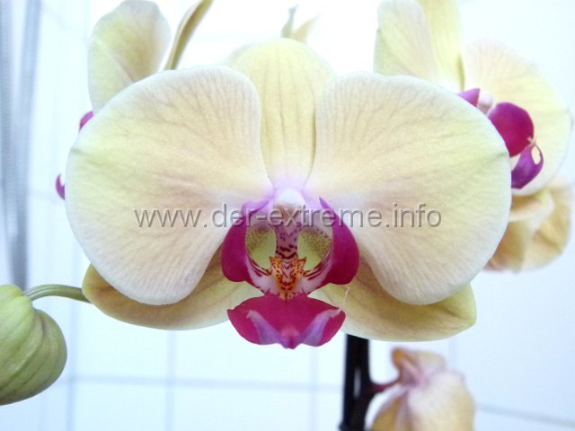 Orchideeegk1.jpg